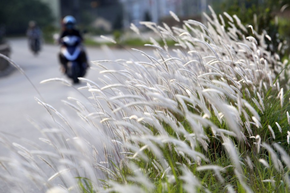 Con đường cỏ lau trắng muốt hiếm gặp ở Hà Nội - 10 Con đường cỏ lau trắng muốt hiếm gặp ở Hà Nội - 10