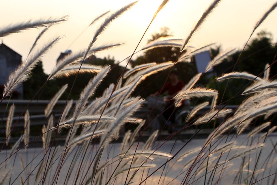 Con đường cỏ lau trắng muốt hiếm gặp ở Hà Nội - 11 Con đường cỏ lau trắng muốt hiếm gặp ở Hà Nội - 11