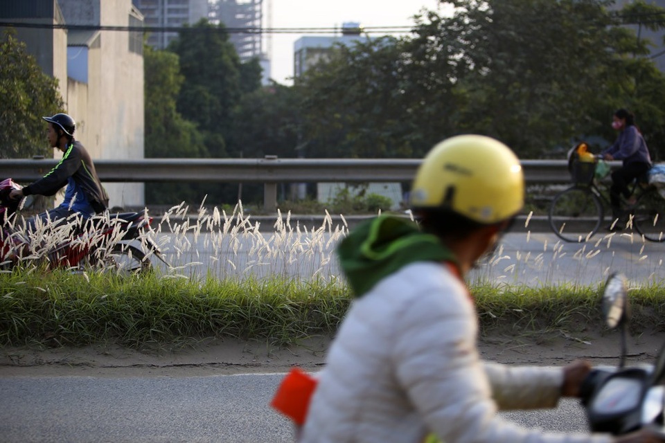 Con đường cỏ lau trắng muốt hiếm gặp ở Hà Nội - 14 Con đường cỏ lau trắng muốt hiếm gặp ở Hà Nội - 14