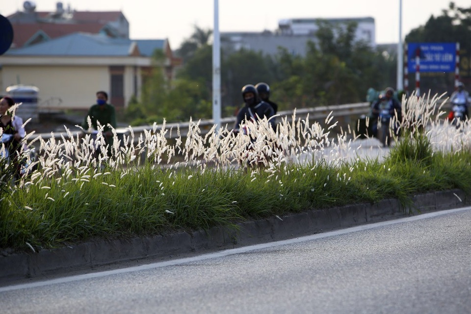 Con đường cỏ lau trắng muốt hiếm gặp ở Hà Nội - 15 Con đường cỏ lau trắng muốt hiếm gặp ở Hà Nội - 15