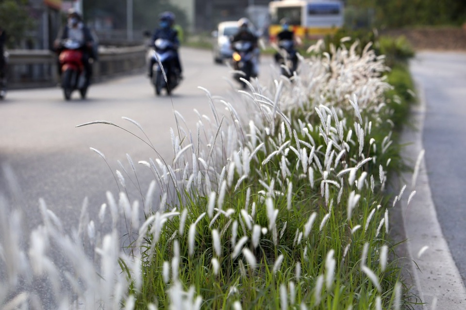 Con đường cỏ lau trắng muốt hiếm gặp ở Hà Nội - 2 
Đường An Dương Vương dài khoảng 4km bắt đầu từ ngã 3 Lạc Long Quân đến chân cầu Thăng Long, đường đôi có dải phân cách cứng ở giữa trồng một số loại cây trang trí, phía dưới là nền cỏ xanh song hiện tại đang phủ màu trắng xóa.