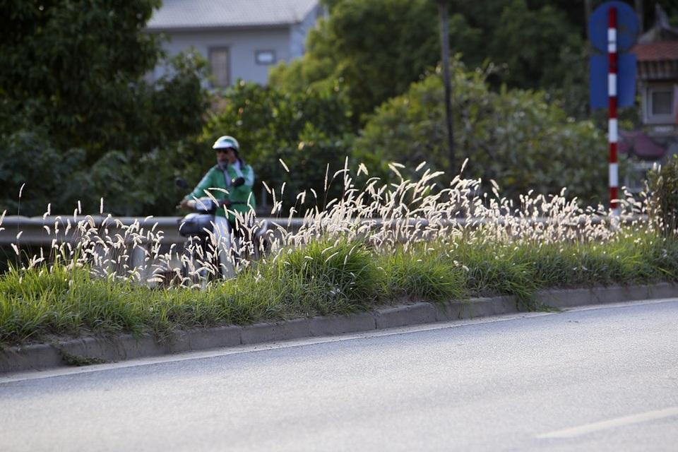 Con đường cỏ lau trắng muốt hiếm gặp ở Hà Nội - 3 
Vào các buổi sáng sớm và chiều muộn, nắng chiếu xiên càng làm nổi bật màu trắng của cỏ lau, trông rất sinh động.