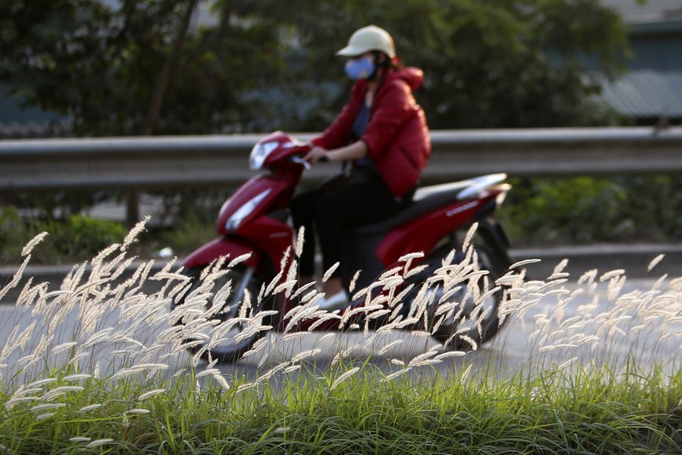 Con đường cỏ lau trắng muốt hiếm gặp ở Hà Nội - 4 
Đây là con đường có nhiều xe tải trọng lớn, dải phân cách nhỏ.