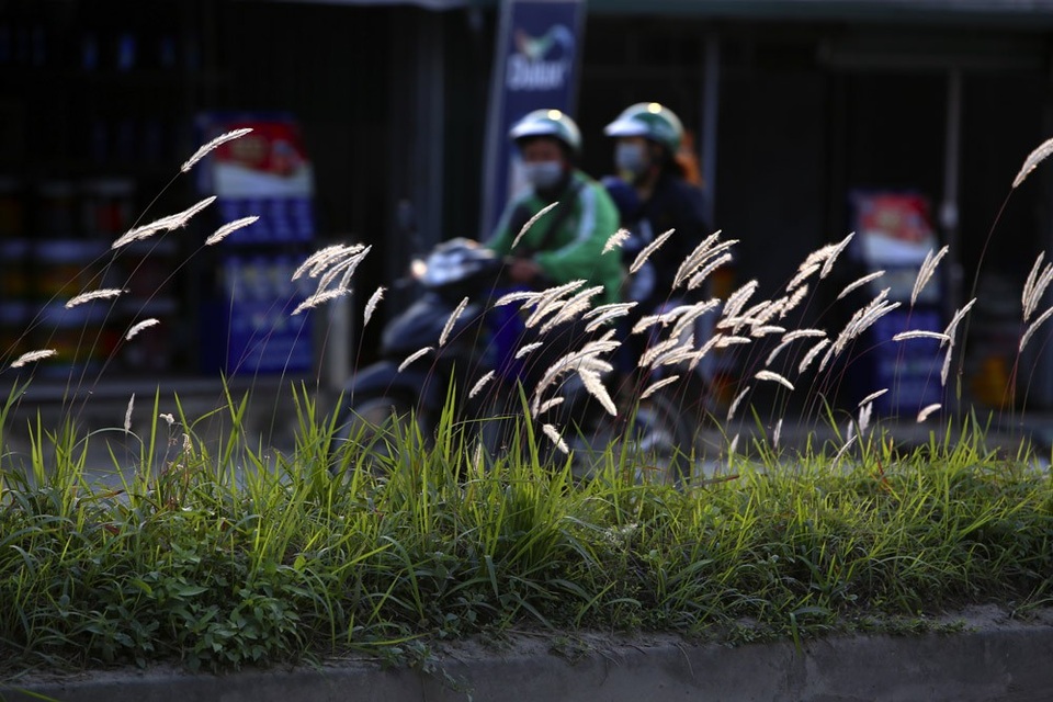 Con đường cỏ lau trắng muốt hiếm gặp ở Hà Nội - 5 
Cỏ lau mọc thành từng đoạn dài, có nơi phủ trắng xóa dải phân cách.