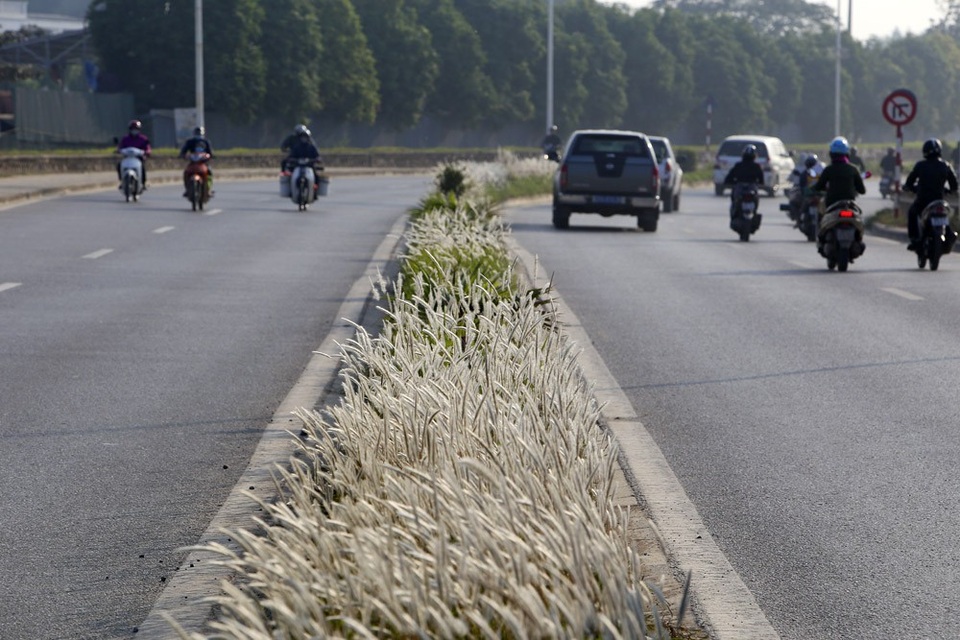 Con đường cỏ lau trắng muốt hiếm gặp ở Hà Nội - 6 
Trông như những bông tuyết giữa đường An Dương Vương.