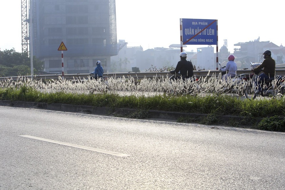 Con đường cỏ lau trắng muốt hiếm gặp ở Hà Nội - 7 Con đường cỏ lau trắng muốt hiếm gặp ở Hà Nội - 7