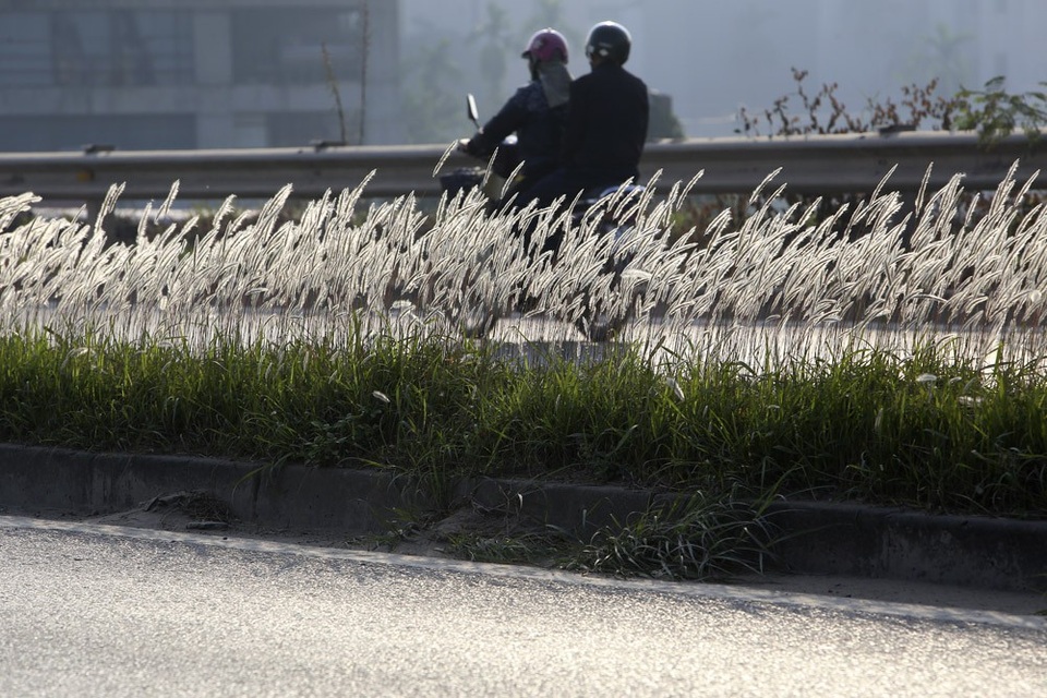 Con đường cỏ lau trắng muốt hiếm gặp ở Hà Nội - 8 Con đường cỏ lau trắng muốt hiếm gặp ở Hà Nội - 8