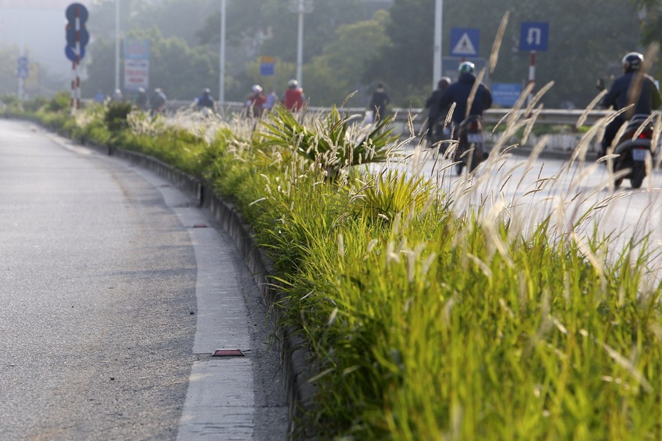 Con đường cỏ lau trắng muốt hiếm gặp ở Hà Nội - 9 Con đường cỏ lau trắng muốt hiếm gặp ở Hà Nội - 9