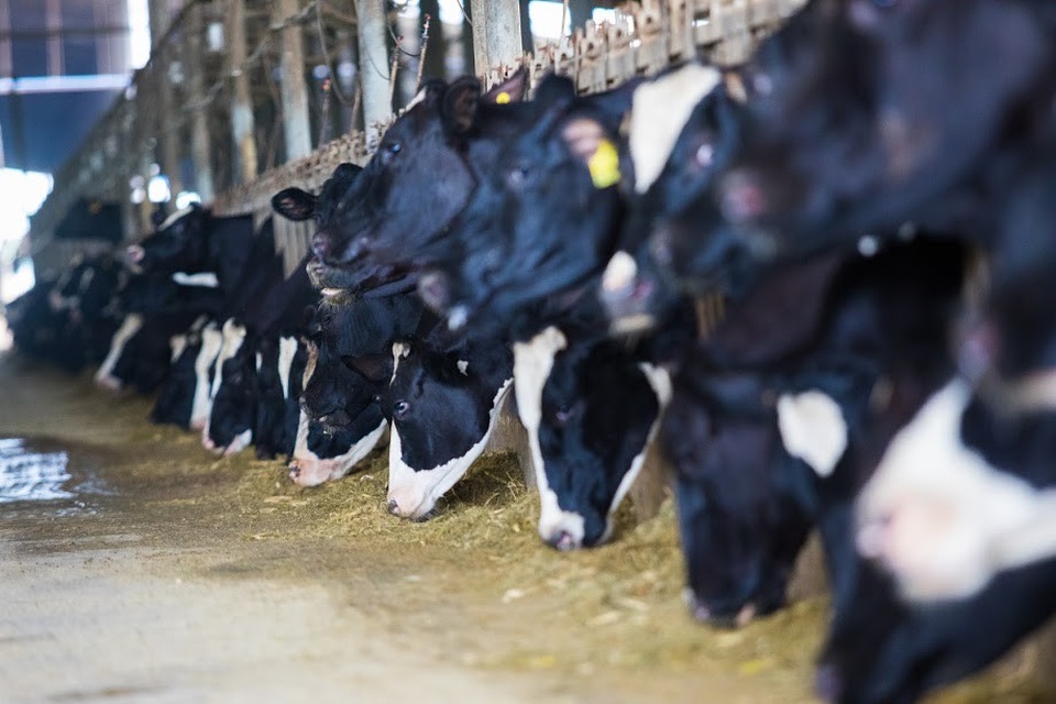 Sữa tươi sạch TH true MILK A2: “Quả ngọt” của nông nghiệp công nghệ cao - 4
Những chú bò A2 của TH được chọn lọc và nhân giống theo phương pháp tự nhiên
