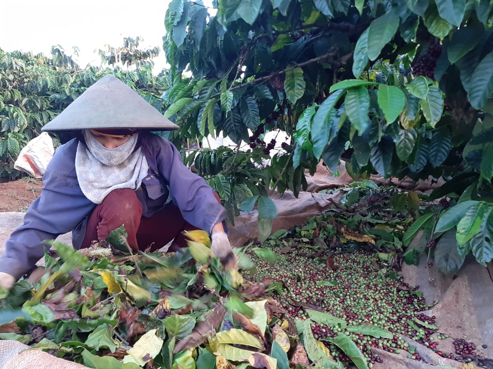 Dân trồng cà phê “khóc ròng” vì mất mùa, “khát” nhân công - 1 Bỏ công sức, tiền bạc chăm gần năm chăm sóc, nhưng cà phê lại rơi vào thảm cảnh mất mùa.