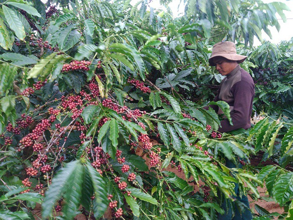 Dân trồng cà phê “khóc ròng” vì mất mùa, “khát” nhân công - 2 Nguyên nhân ban đầu khiến năng suất giảm là do cà phê ra quả non trúng đợt mưa kéo dài nên rụng nhiều