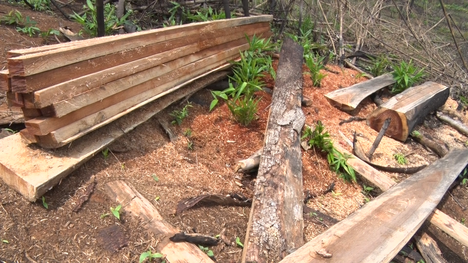 Diện tích rừng được giao cho người nhà cán bộ quản lý bị mất, lấn chiếm