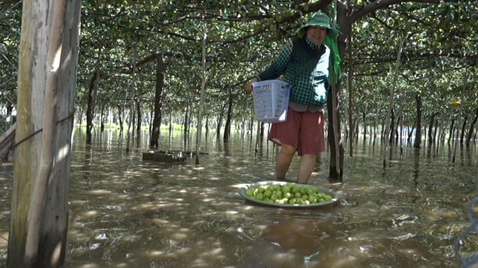Ninh Thuận mất trắng hơn 200 tỷ đồng vì bão số 9 - 8
Điều người dân lo lắng là nước ngập quá lâu sẽ làm úng vườn, hư hết bộ rễ cây.