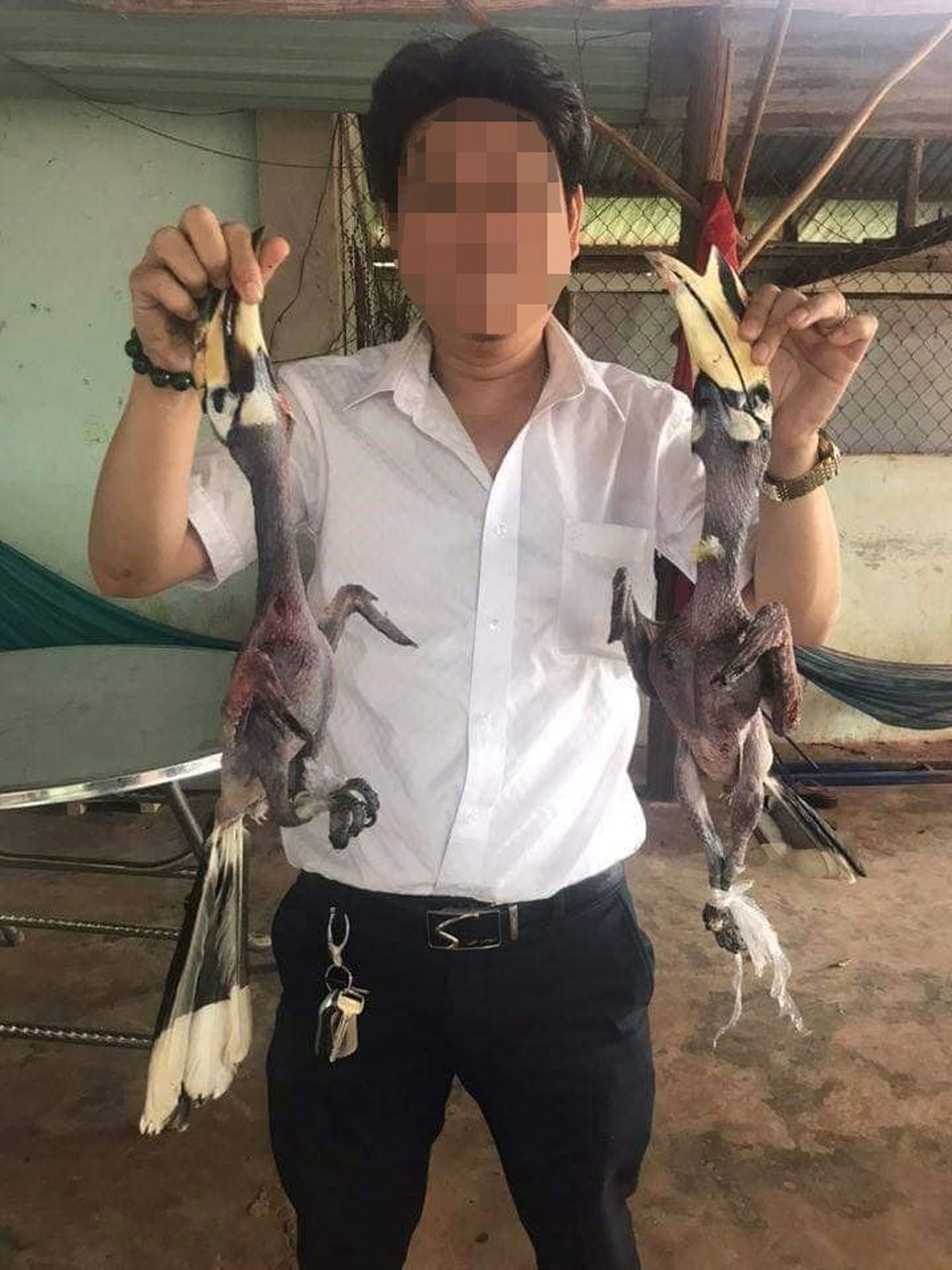 Nếu không ăn nhầm chim Phượng Hoàng Đất, doanh nhân có thể không bị xử lý hình sự - 2
Phần đuôi của 2 con chim giết thịt chỉ có 2 màu đen và trắng nên đây là chim Cao Cát.