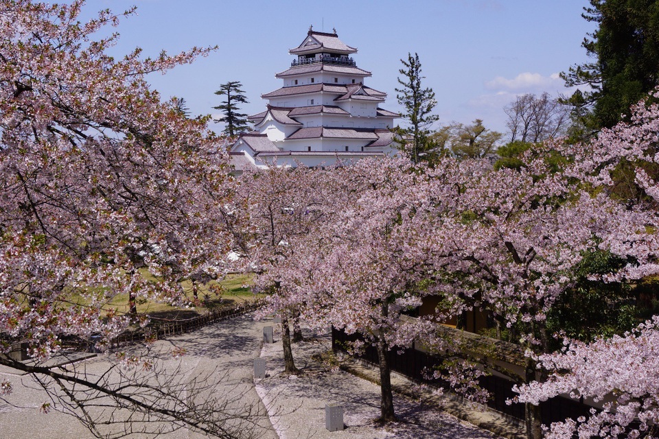 Thành Hạc trắng Tsurugajo giữa “rừng” hoa anh đào Nhật Bản