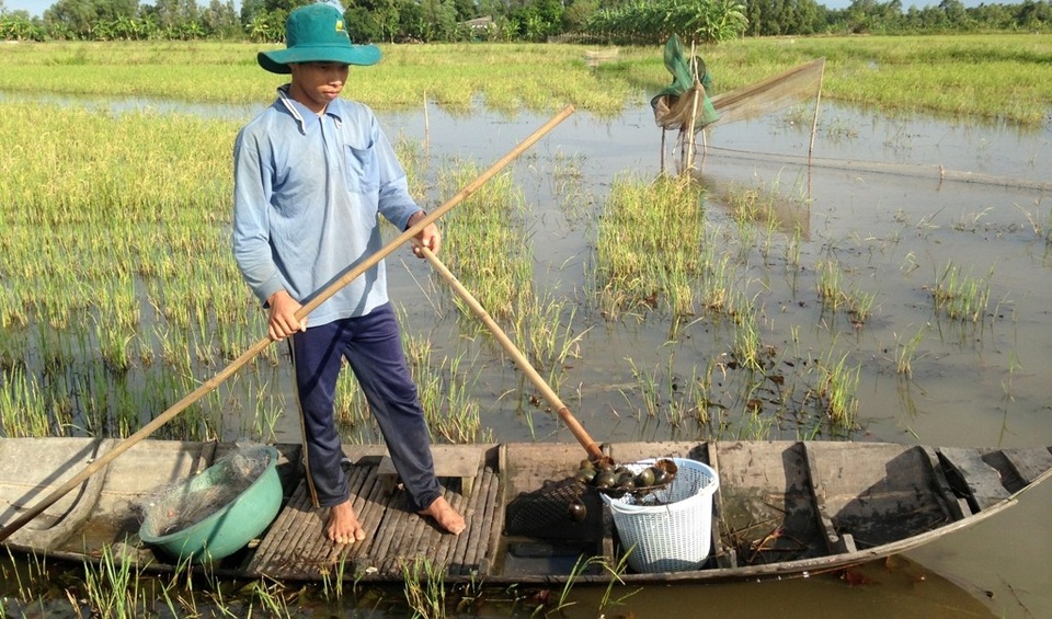 ĐBSCL: Lũ về… ra đồng bắt ốc bươu vàng kiếm bộn tiền - 1 Mùa lũ miền tây bắt đầu từ tháng 7 kéo dài đến hết tháng 11 hàng năm. Khi đó, các cánh đồng trồng lúa (chủ yếu khu vực ngoài đê bao) nước ngập trắng đồng, cá, tôm, cua, ốc… nhiều vô số kể.