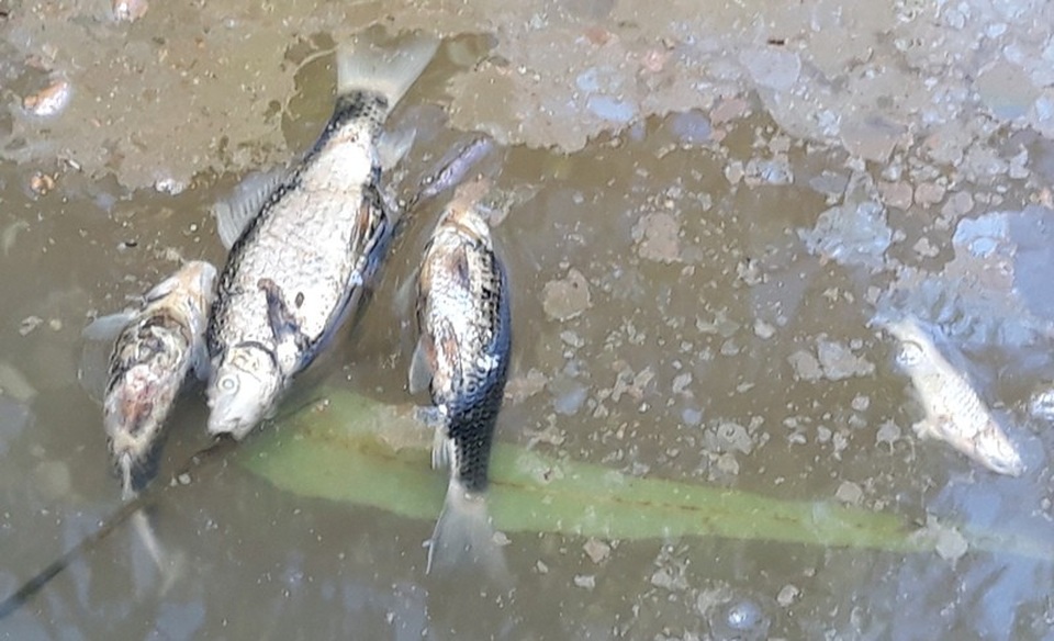 Nước thải bột mì làm cá chết, người dân bức xúc tại Bình Định! - 2 Cá chết rải rác chết tại khu vục suối Đục