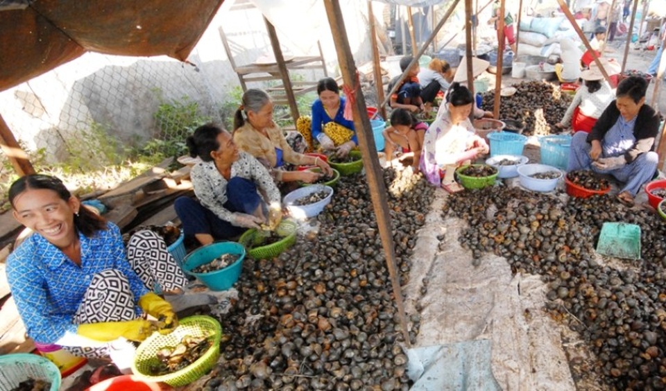 ĐBSCL: Lũ về… ra đồng bắt ốc bươu vàng kiếm bộn tiền - 5 Ốc bươu vàng là sinh vật ngoại lai, được du nhập vào nước ta cách nay 7-8 năm qua. Đây là loài vật gây hại mùa màng, dù nhiều năm qua bằng nhiều cách nông dân diệt trừ vẫn chưa hết, vì chúng sinh sản rất nhanh...