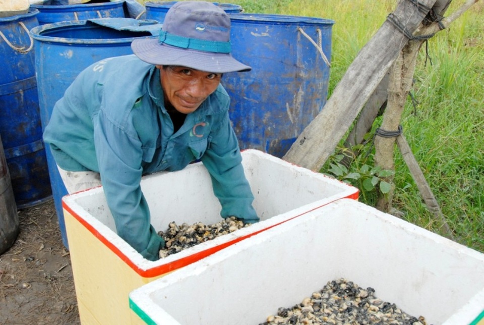 ĐBSCL: Lũ về… ra đồng bắt ốc bươu vàng kiếm bộn tiền - 9 Hiện giá ốc bươu vàng sống người dân bắt bán cho thương lái với giá từ 2.500 -3000 đồng/kg, còn ốc luộc lấy thịt giá từ 15.000 – 17.000 đồng/kg
