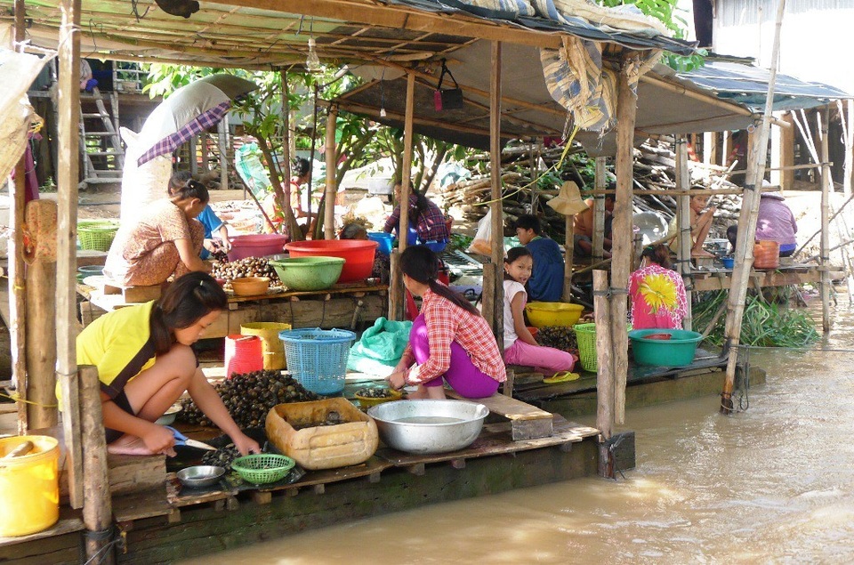 ĐBSCL: Lũ về… ra đồng bắt ốc bươu vàng kiếm bộn tiền - 6 Dần dần ốc bươu trở nên hút hàng, bán được giá cao và dù có nhiều bao nhiêu cũng có thương lái mua hết. Do vậy, với hai người đi bắt ốc có thể kiếm từ 150.000 -200.000đồng/ngày.