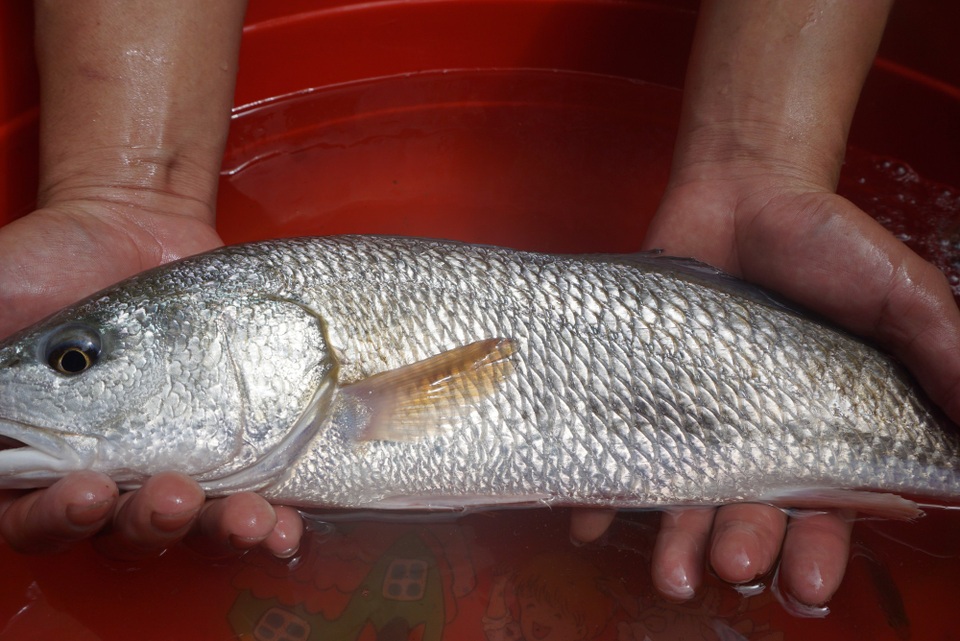 Ngư dân Đà Nẵng bắt được cá nghi sủ vàng quý hiếm - 1 Ngư dân Đà Nẵng bắt được cá nghi sủ vàng quý hiếm - 1