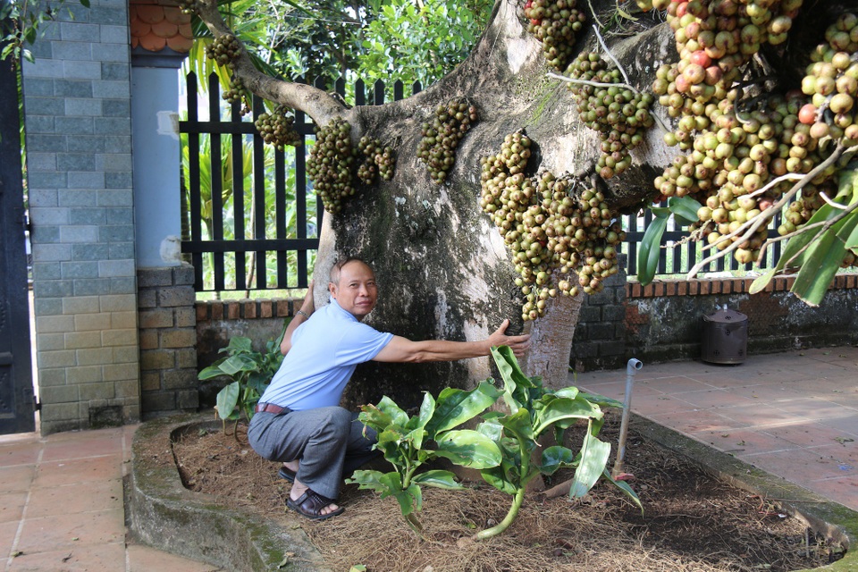 Độc đáo cây sung trăm tuổi dáng tuần lộc, cho trái quanh năm - 2 Thân cây lớn, phải hai người ôm mới hết