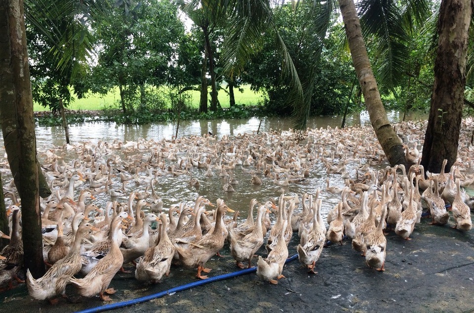 ĐBSCL: Lũ về… ra đồng bắt ốc bươu vàng kiếm bộn tiền - 11 Việc thu gom ốc bươu vàng như hiện nay có lợi nhiều mặt, như có lợi cho nghề nuôi thủy sản, tăng thu nhập cho người dân, góp phần bảo vệ mùa màng… Tuy nhiên phần xử lý vỏ ốc thường không được quan tâm, người dân hay đổ vỏ ốc xuống ao, sông…