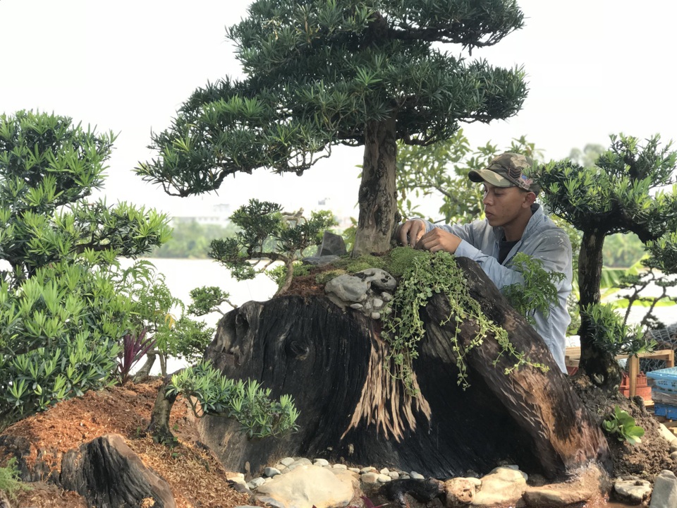 Thuyền vạn niên tùng siêu "khủng", hàng trưng bày chứ không bán - 8 Chủ vườn mang sản phẩm từ tận Khánh Hòa ra Hà Nội