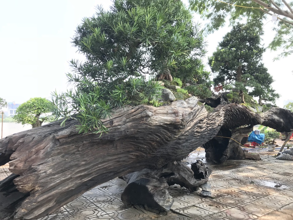 Thuyền vạn niên tùng siêu "khủng", hàng trưng bày chứ không bán - 7 Sản phẩm chỉ trưng bày chứ không bán