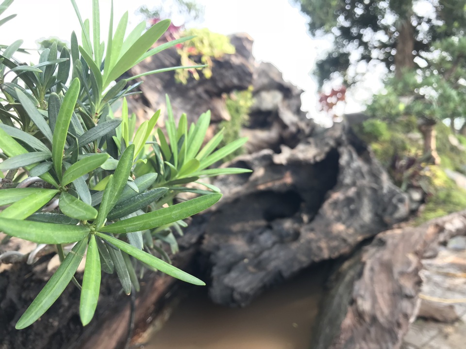 Thuyền vạn niên tùng siêu "khủng", hàng trưng bày chứ không bán - 3 Thuyền vạn niên tùng siêu "khủng", hàng trưng bày chứ không bán - 3