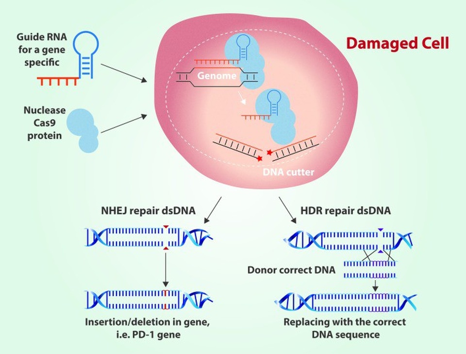 Chỉnh sửa gene với CRISPR: Hứa hẹn và nguy cơ - 2 Chỉnh sửa gene với CRISPR: Hứa hẹn và nguy cơ - 2