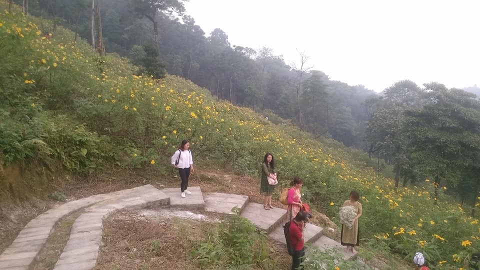 Theo ghi nhận hoa dã quỳ mới chỉ chớm nở, lác đác tại một số điểm. Ảnh: Facebook