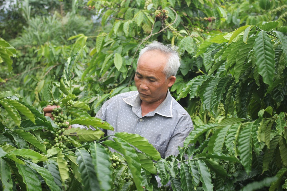Lão nông "bắt" 12 ha đất sỏi đá cho thu nhập gần 2 tỷ đồng/năm - 2 Nhờ áp dụng khoa học kĩ thuật nên vườn cây công nghiệp của ông lúc nào cũng phát triển tốt, ổn định