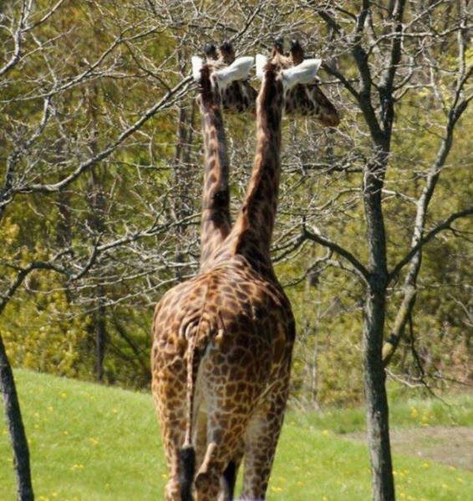 Một chú hươu cao cổ hai đầu