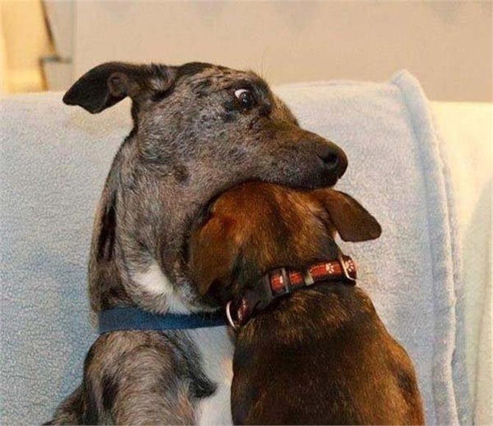 Chú chó... ăn thịt đồng loại