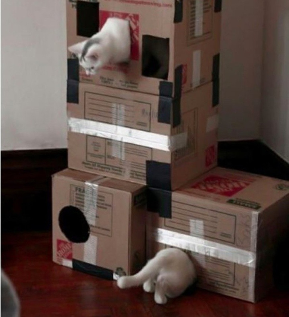 Đây có phải là chú mèo dài nhất thế giới?