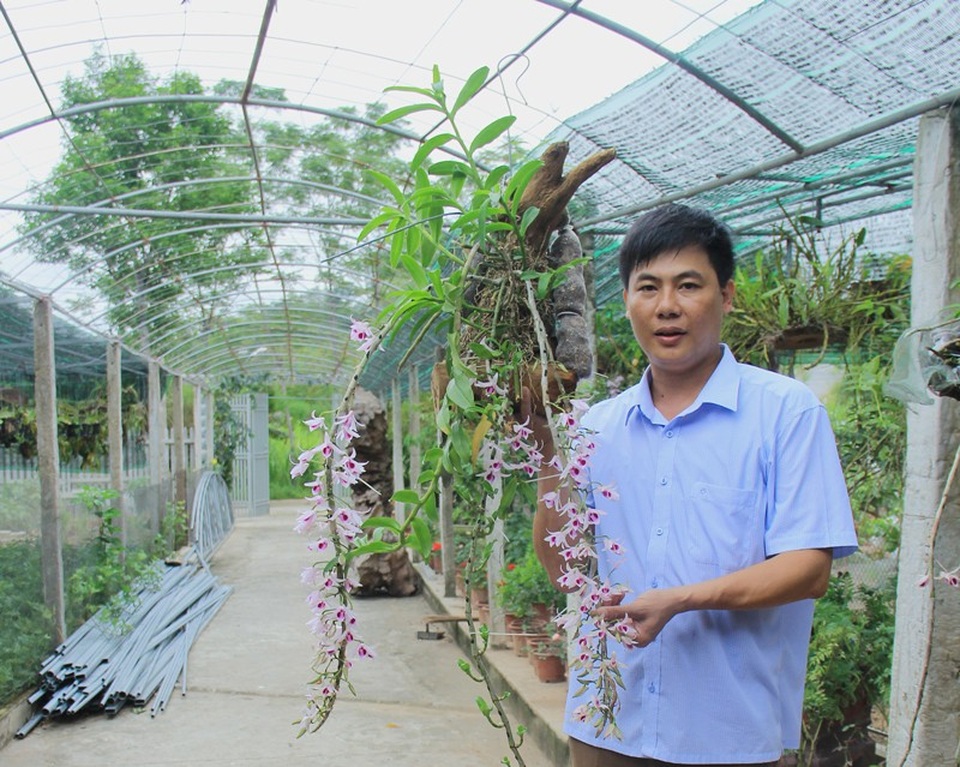 Mê mẩn vườn lan tiền tỷ của thầy giáo 8X - 10 “Tôi hiện đang công tác tại Trường THPT Trần Phú. Làm nghề gì cũng cần phải có đam mê. Đặc biệt với tôi thì trồng lan không chỉ là đam mê mà đây còn là nơi tôi áp dụng, thực hành những kiến thức mà tôi được học để từ đó để từ đó góp một phần vào công tác giảng dạy”, anh Hiếu chia sẻ. Không chỉ vậy, gần 1 năm nay, vườn lan đã mang về cho gia đình anh nguồn thu nhập ổn định từ 30 triệu đến 40 triệu đồng