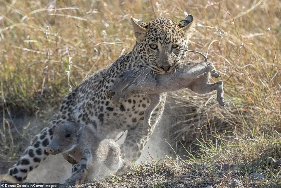 Lợn rừng con bị báo đốm “mai phục” bắt đi ngay trước mắt mẹ - 2 Lợn rừng con bị báo ngoặm chặt trong miệng của mình