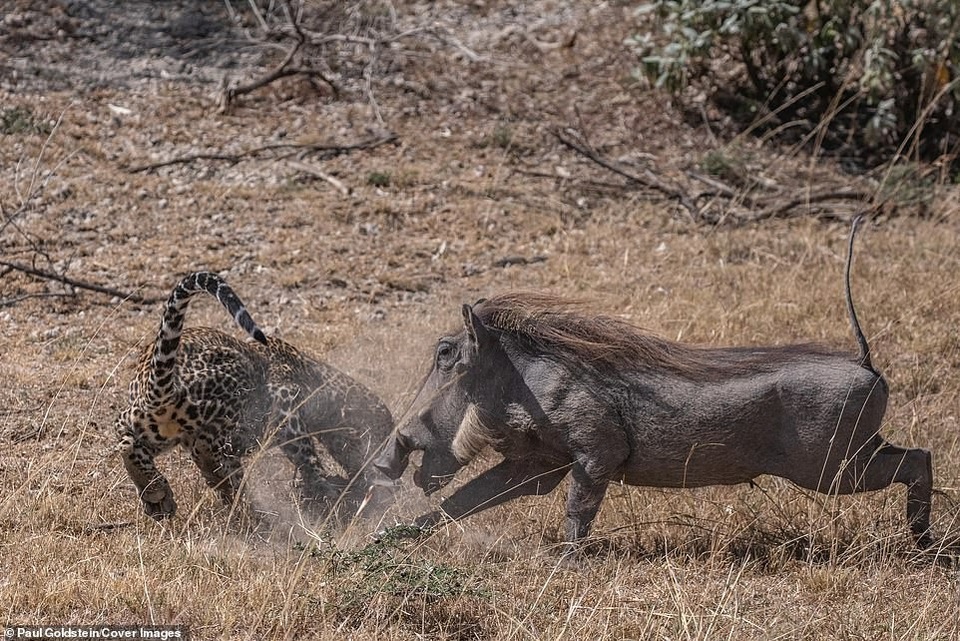 Lợn rừng con bị báo đốm “mai phục” bắt đi ngay trước mắt mẹ - 3 Lợn rừng mẹ đã lập tức can thiệp để giải cứu lợn con nhưng không thể do báo có tốc độ quá nhanh