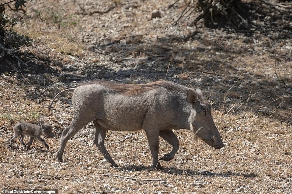 Lợn rừng con bị báo đốm “mai phục” bắt đi ngay trước mắt mẹ - 4 Mọi nguy hiểm tưởng chừng đã trôi qua với hai mẹ con lợn rừng