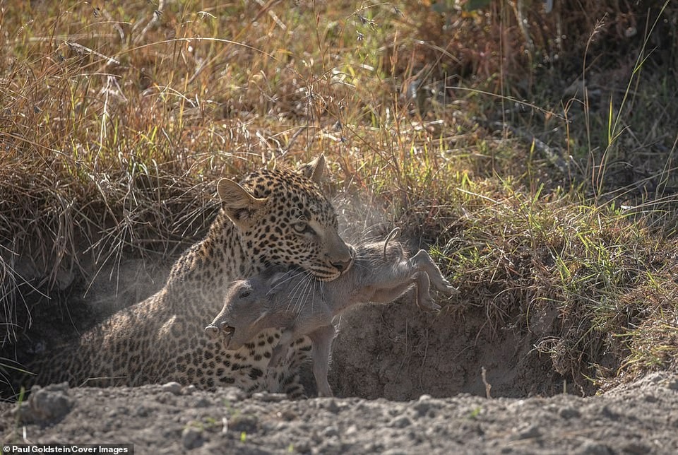 Lợn rừng con bị báo đốm “mai phục” bắt đi ngay trước mắt mẹ - 5 Thì con báo một lần nữa tiếp cận và bắt đi lợn rừng con thứ hai