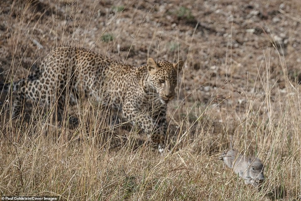 Lợn rừng con bị báo đốm “mai phục” bắt đi ngay trước mắt mẹ - 6 Khi bị lợn rừng mẹ tấn công đáp trả, con báo đã làm rơi con mồi...