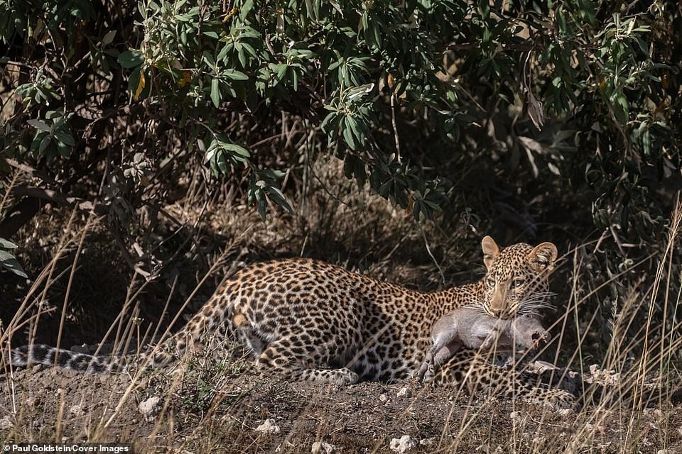 Lợn rừng con bị báo đốm “mai phục” bắt đi ngay trước mắt mẹ - 7 Nhưng nó sau đó đã nhanh chóng bắt giữ và giết chết con lợn rừng bé nhỏ