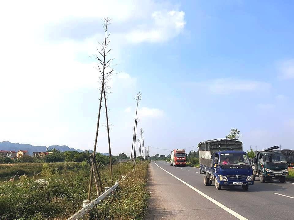 Ngổn ngang tuyến đường “huyết mạch” 1.700 tỷ đồng ở Ninh Bình - 4 Cây xanh mới trồng trên đường nghìn tỷ đã bị chết khô.