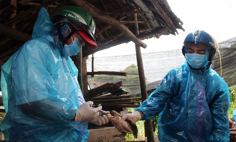 Tỉnh Phú Yên tiêm hơn 180.000 liều vắc-xin để khống chế dịch cúm A/H5N6