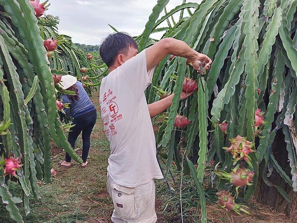Tham tán thương mại Trung Quốc nói gì về hàng Việt? - 2
Thanh long là một trong những mặt hàng đang được xuất khẩu mạnh sang TQ. Ảnh: Quang Huy