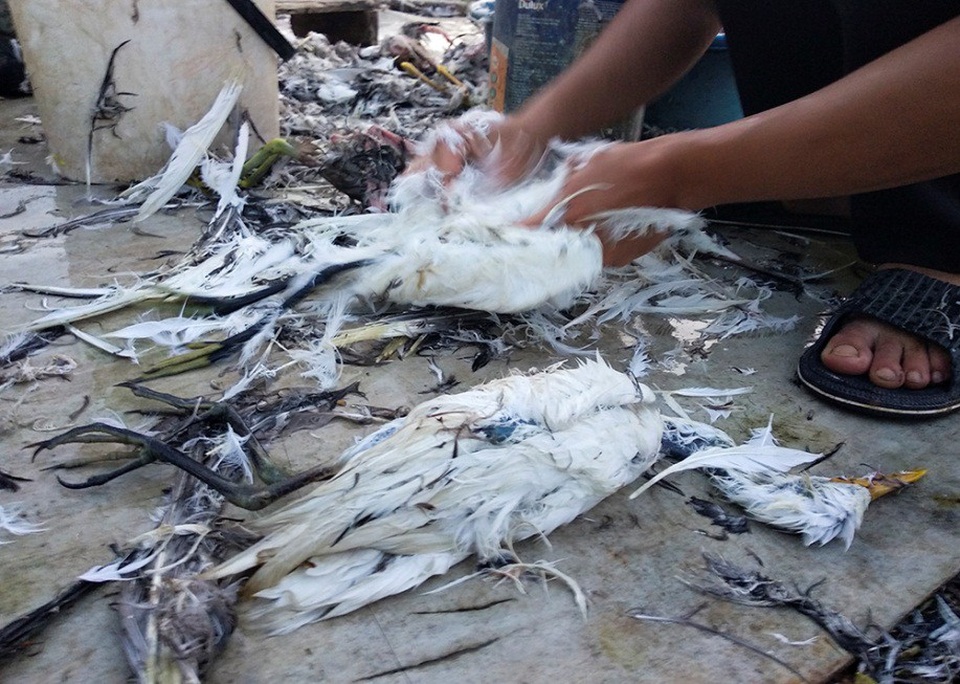 Chim hoang dã bị bày bán, làm thịt công khai bên đường Hà Nội - 10
Cảnh vặt lông chim hoang dã tại điểm bán công khai.