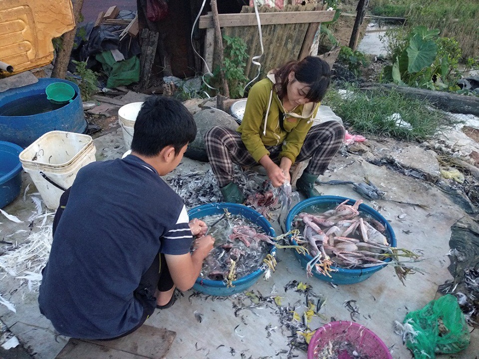 Chim hoang dã bị bày bán, làm thịt công khai bên đường Hà Nội - 4
Nếu khách hàng yêu cầu, chim trời sẽ được nhổ lông, thui rơm và mổ cho khách ngay tại chỗ.