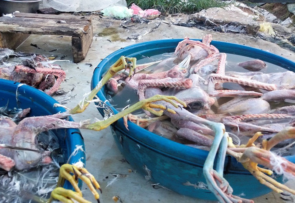 Chim hoang dã bị bày bán, làm thịt công khai bên đường Hà Nội - 6
Được biết, các loài chim trời như diệc xám, vạc, cò trắng, cu gáy, ngói hoa, chim quốc, dẽ giun, le le, gà đồng...được bày bán ở đây đều không có tên trong danh mục cần được bảo vệ.