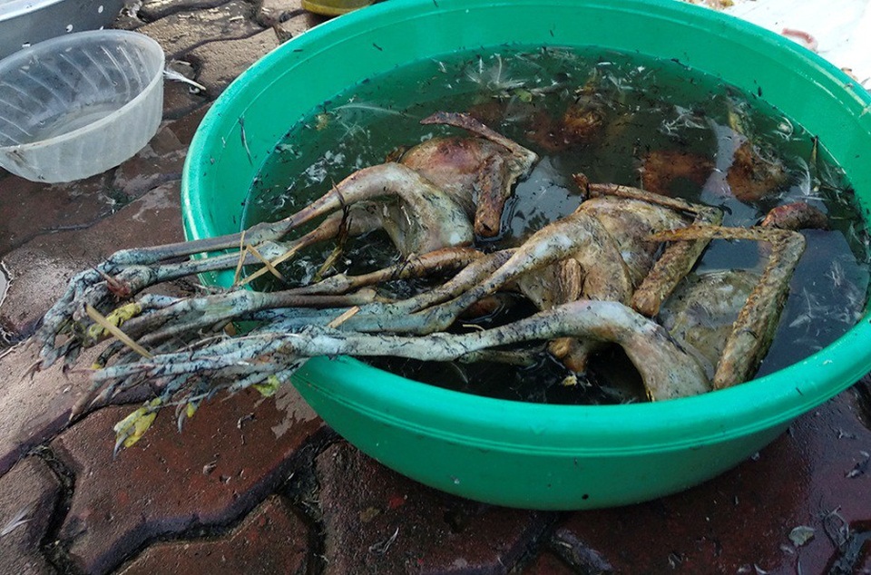 Chim hoang dã bị bày bán, làm thịt công khai bên đường Hà Nội - 8
Cò trắng đã thui rơm, có giá từ 60.000-80.000 đồng/con. Theo một thợ mổ chim chuyên nghiệp, vào mùa gặt lúa, giá cò trắng rất rẻ vì lúc đó là chính vụ cò. Có khi rẻ chỉ đến 30.000 đồng/con.